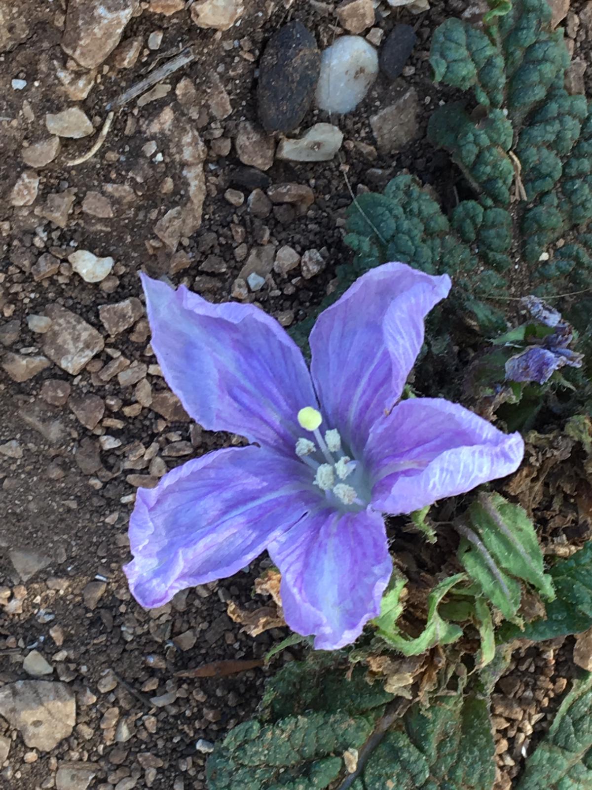 fiore