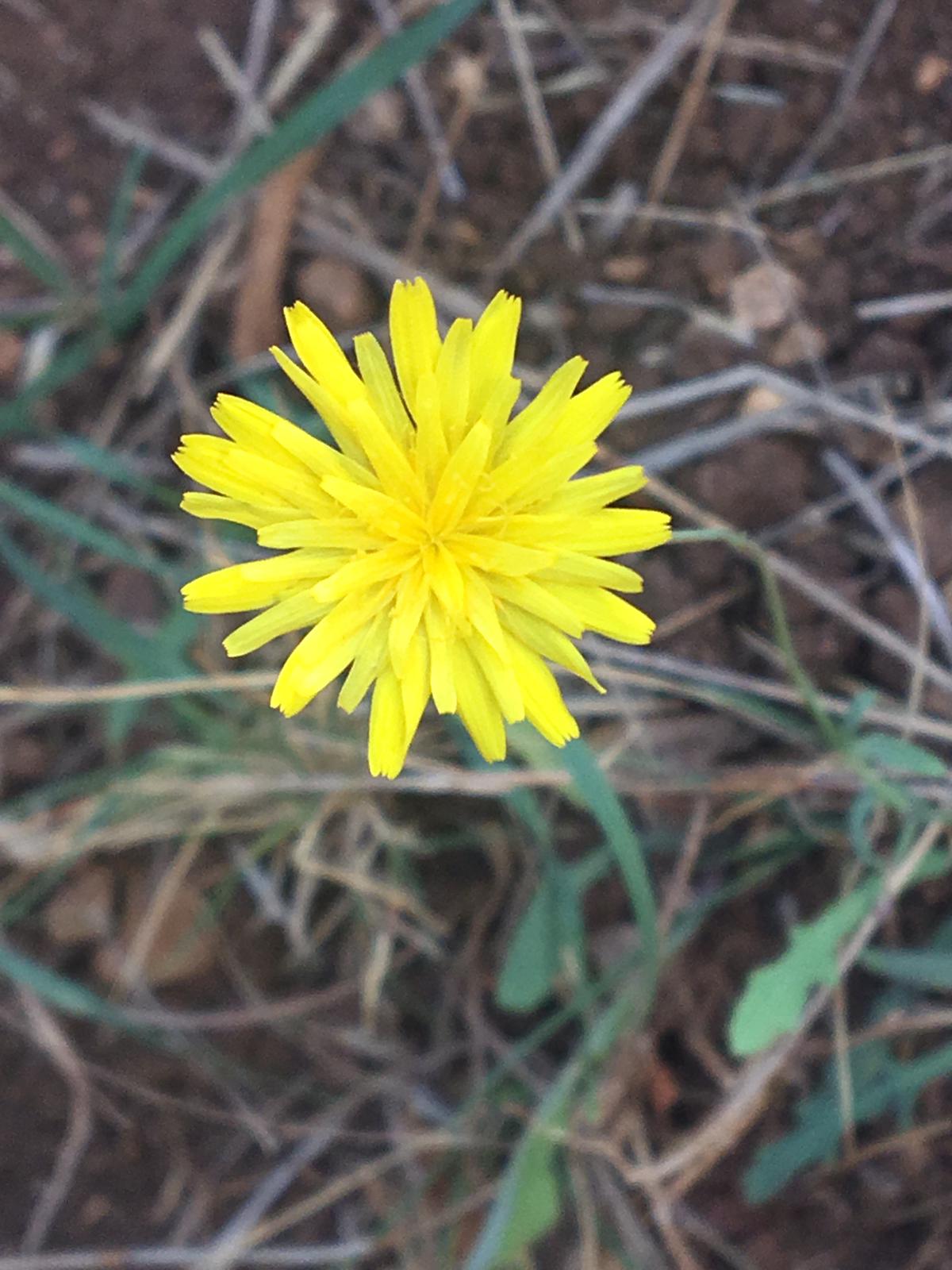 fiore