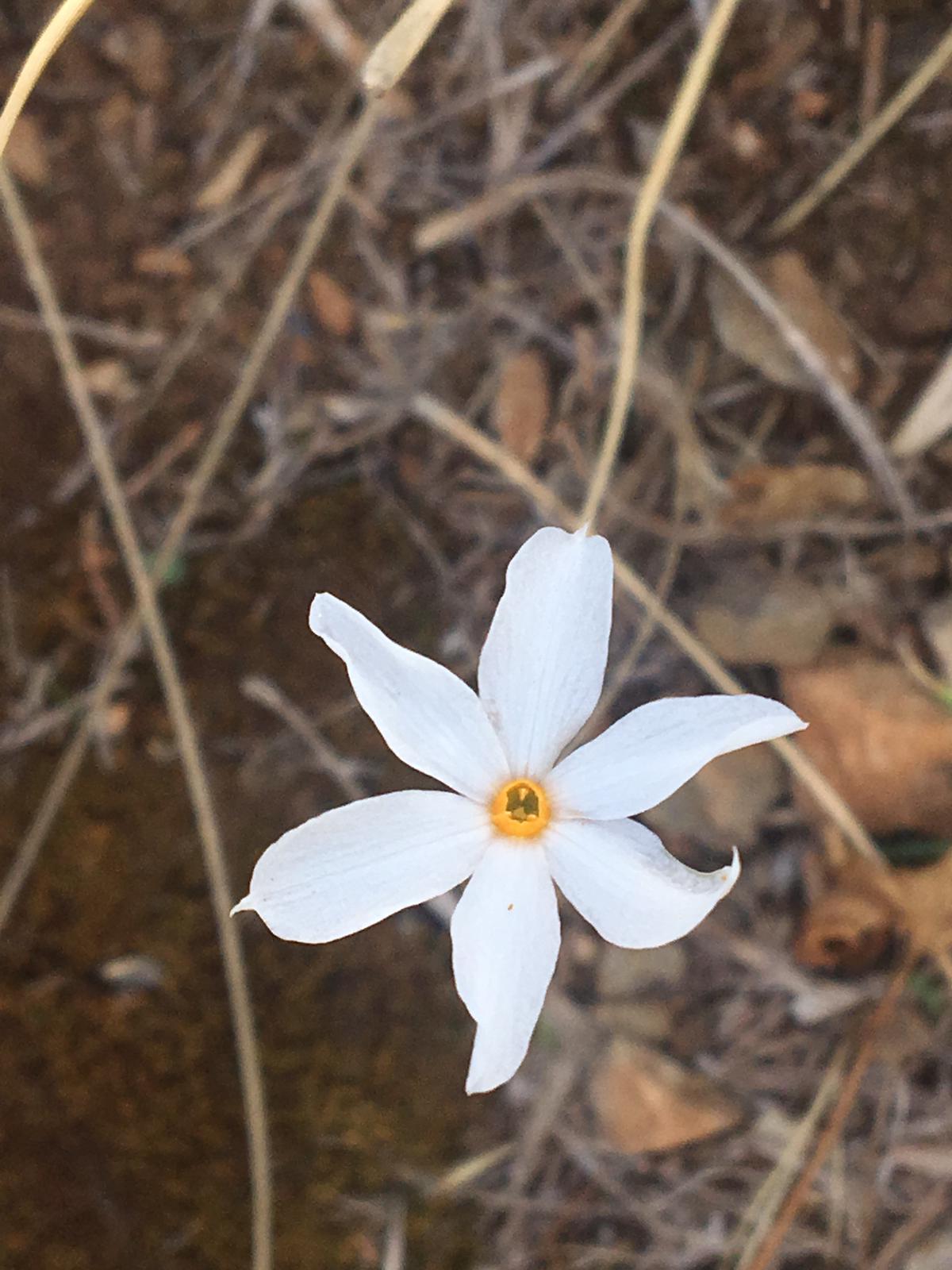fiore